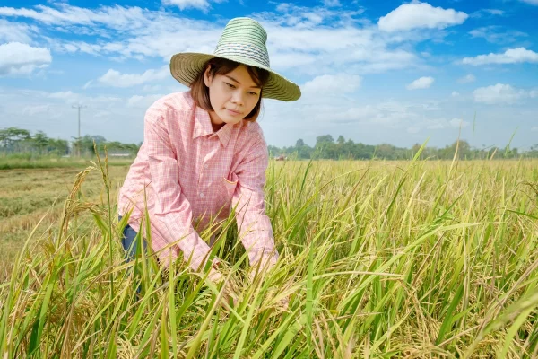 asian-traditional-thai-farmer-woman-smile-harvesting-rice-field-blue-sky-background