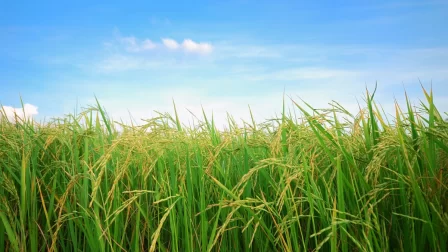 paddy-rice-field-with-cloud-background