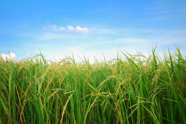 paddy-rice-field-with-cloud-background