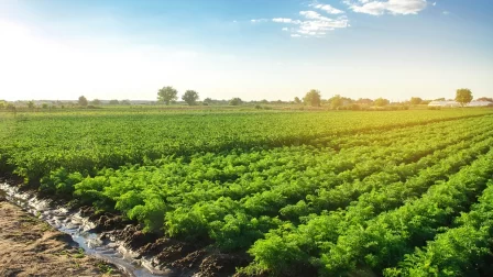 plantation-landscape-green-carrot-bushes-european-organic-farming-growing-food-farm